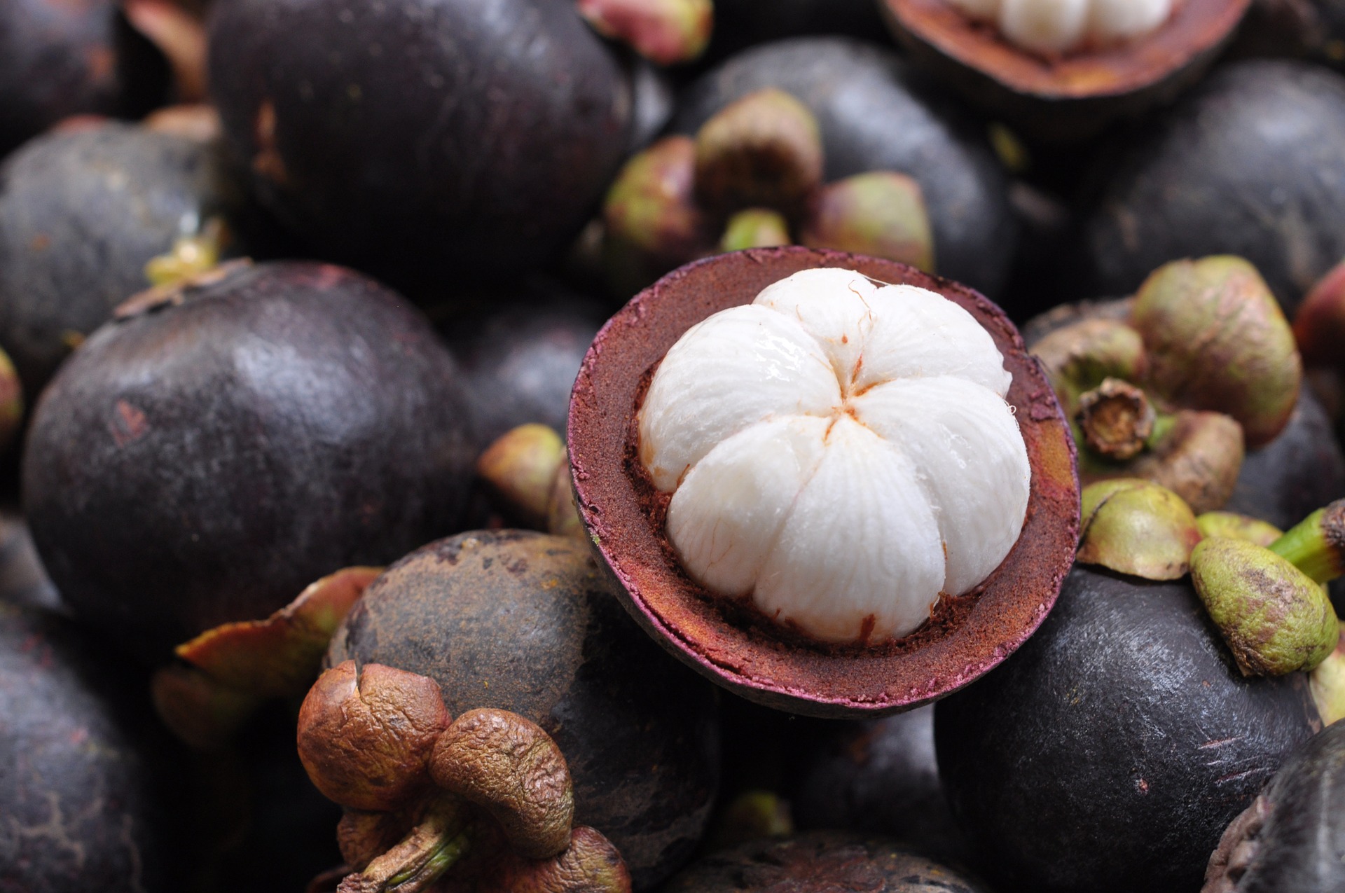 Mangosteen3